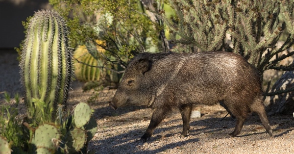 Operation Javelina