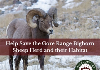 CO BHA Letter Supporting the Vail Bighorn Sheep Initiative
