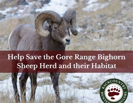CO BHA Letter Supporting the Vail Bighorn Sheep Initiative