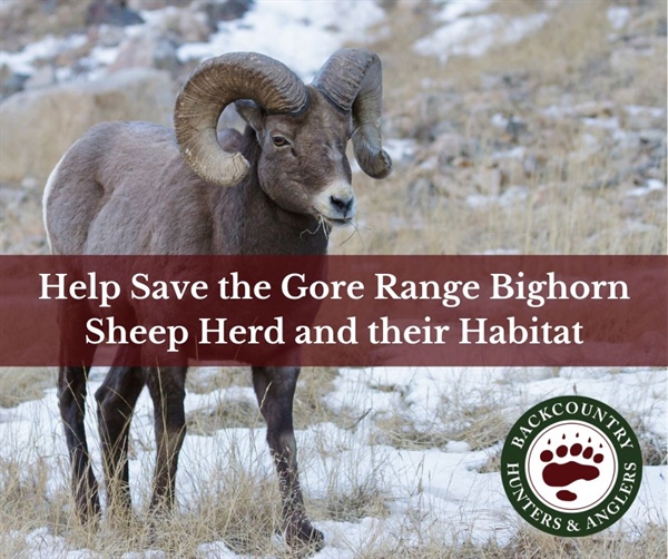 CO BHA Letter Supporting the Vail Bighorn Sheep Initiative