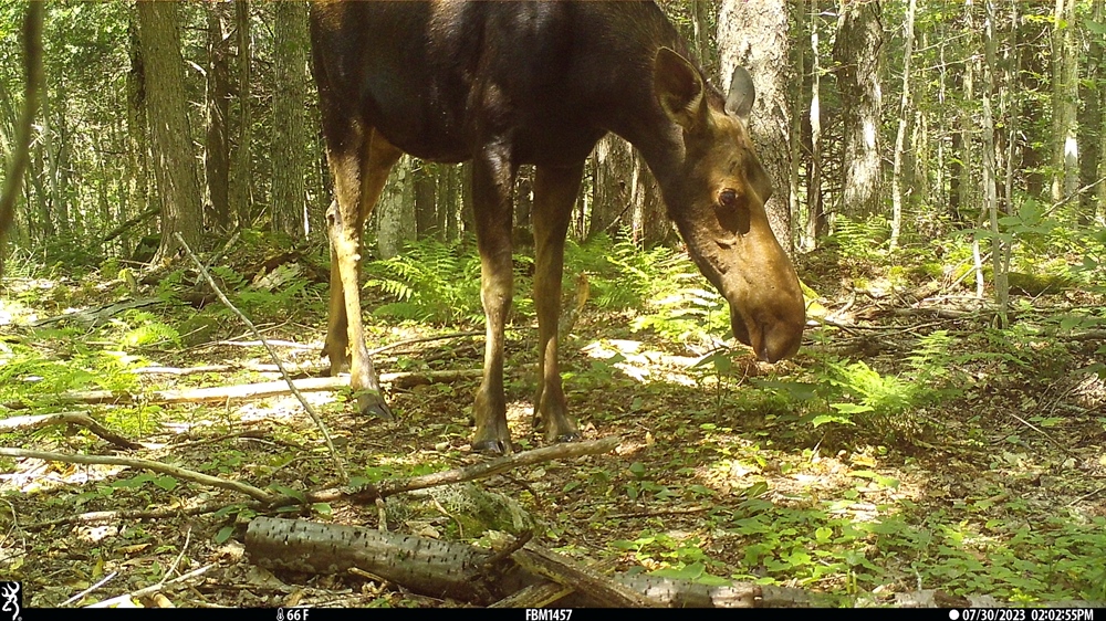 New England BHA Supports Moose Research