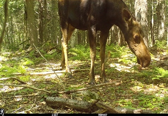 New England BHA Supports Moose Research