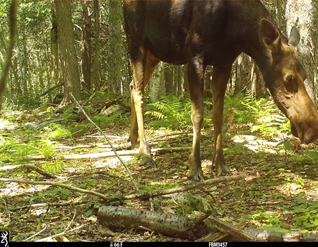 New England BHA Supports Moose Research