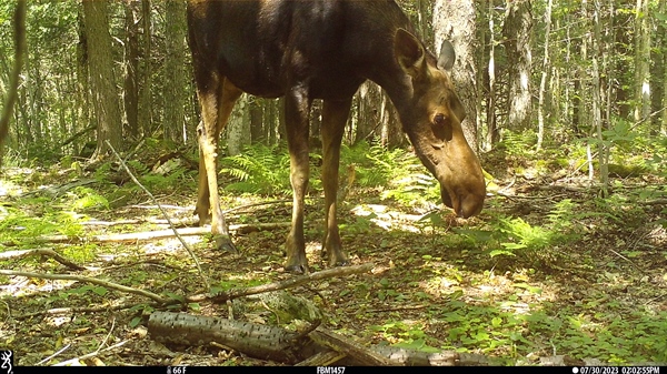 New England BHA Supports Moose Research