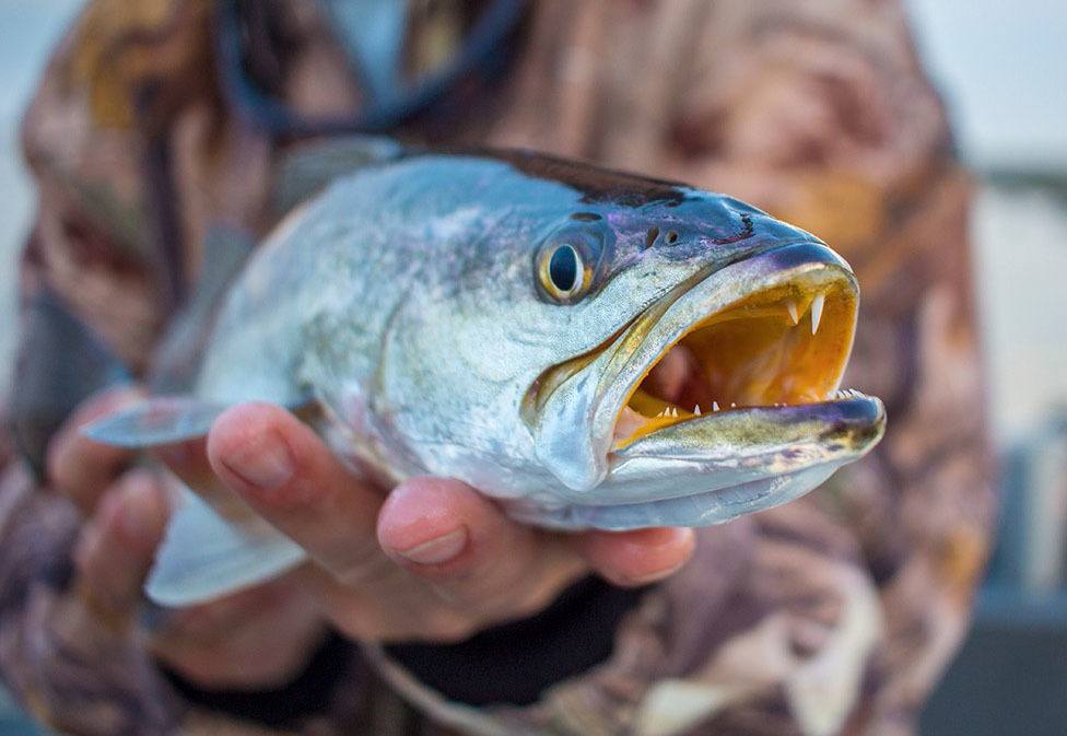 Shape the Future of Spotted Seatrout Management in Texas