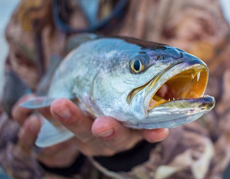 Shape the Future of Spotted Seatrout Management in Texas
