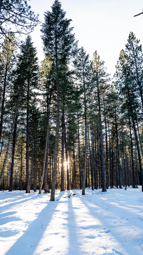 Blackfoot Clearwater Stewardship Act Advances in U.S. Senate