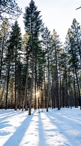 Blackfoot Clearwater Stewardship Act Advances in U.S. Senate