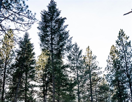 Blackfoot Clearwater Stewardship Act Advances in U.S. Senate