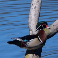 Southeast Chapter opposes construction impacts on Swan Creek WMA