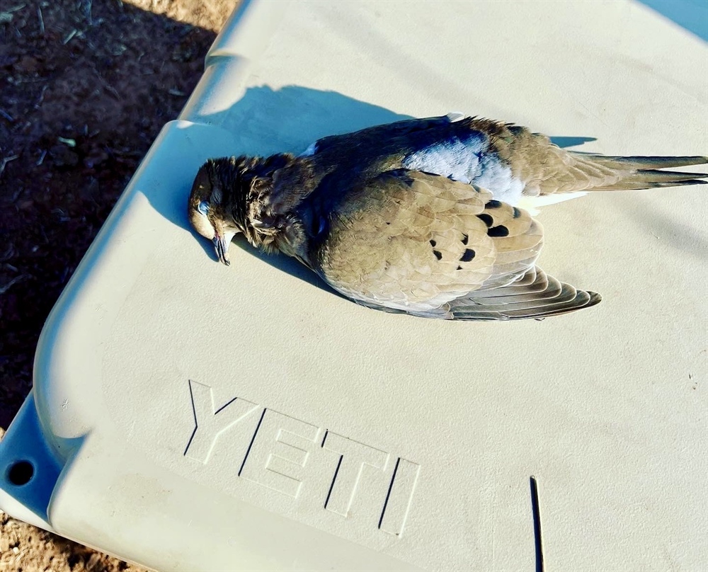 It’s More Than A Hunt: Texas Dove Season