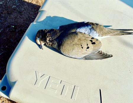 It’s More Than A Hunt: Texas Dove Season