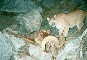 Lion vs Sheep