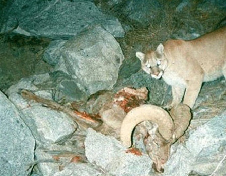 Lion vs Sheep
