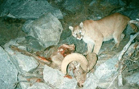 Lion vs Sheep