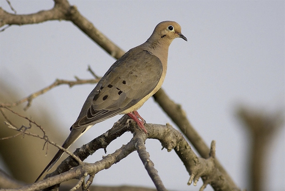 The Essential Dove Hunting Gear List