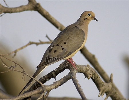 The Essential Dove Hunting Gear List