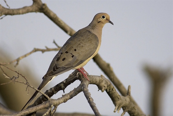 The Essential Dove Hunting Gear List