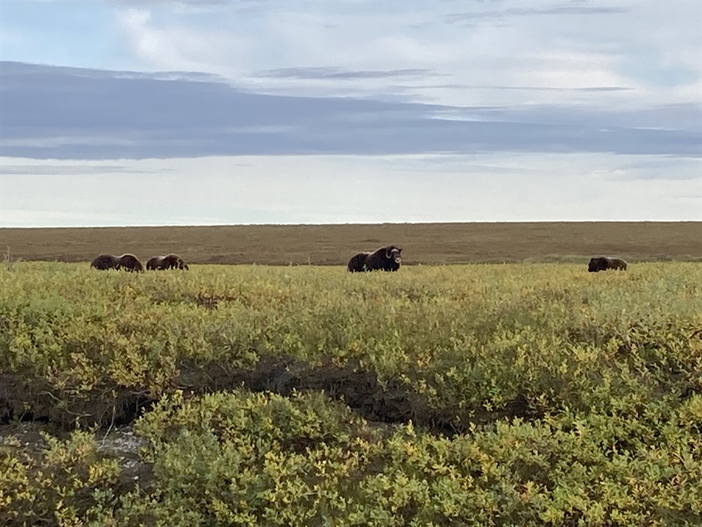 Alaska Public Lands, Habitat Conserved Following Administration Action