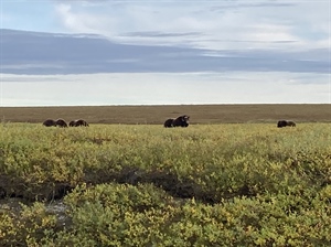 Alaska Public Lands, Habitat Conserved Following Administration Action