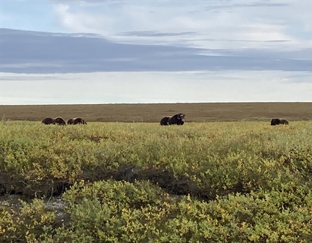 Alaska Public Lands, Habitat Conserved Following Administration Action