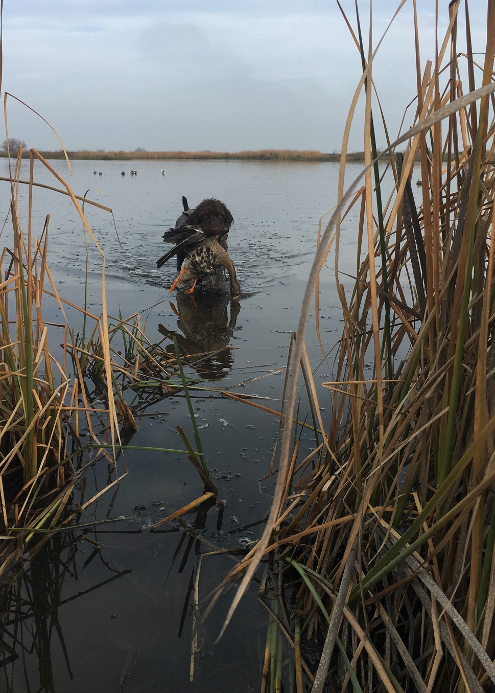 BHA, Other NGOs Save Waterfowl Season at Popular Missouri National Wildlife Refuge