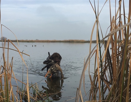BHA, Other NGOs Save Waterfowl Season at Popular Missouri National Wildlife Refuge