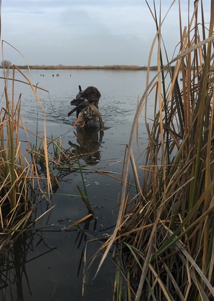 BHA, Other NGOs Save Waterfowl Season at Popular Missouri National Wildlife Refuge
