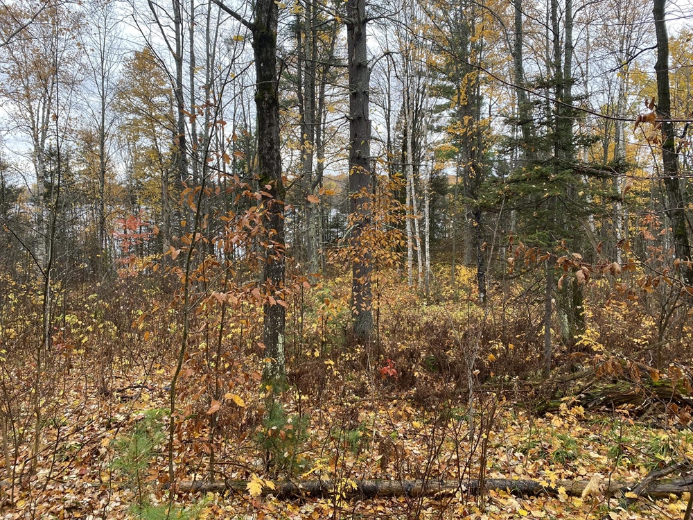 MI BHA Supports MNRTF Application for Southern Michigan Land Acquisition