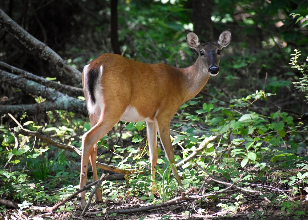 WDFW and Backcountry Hunters & Anglers encourage CWD testing on harvested deer and elk