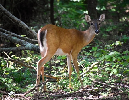 WDFW and Backcountry Hunters & Anglers encourage CWD testing on harvested deer and elk