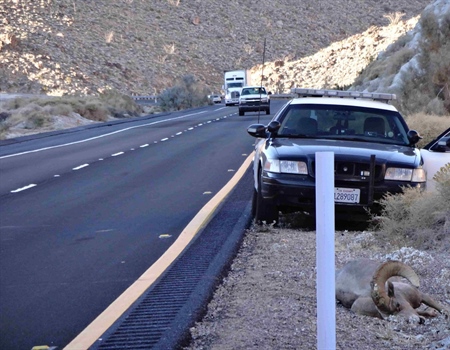 I-8 Peninsular Bighorn Sheep Crossing Project
