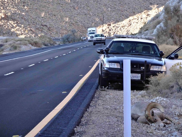 I-8 Peninsular Bighorn Sheep Crossing Project