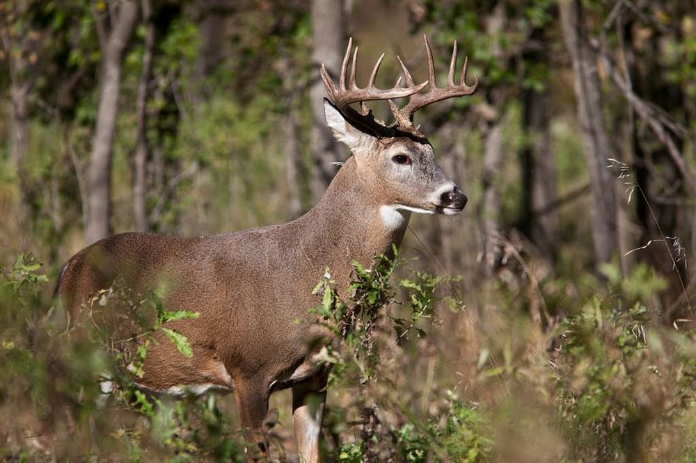 Massachusetts Archery Deer Hunting Season Extension