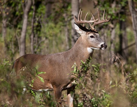 Massachusetts Archery Deer Hunting Season Extension