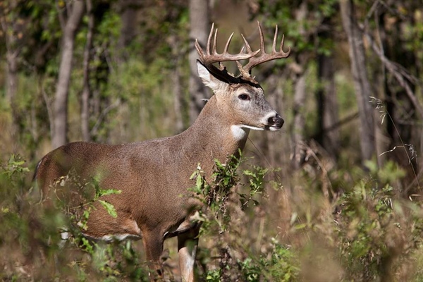 Massachusetts Archery Deer Hunting Season Extension