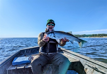 New England BHA Funds Striped Bass Research