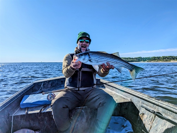 New England BHA Funds Striped Bass Research