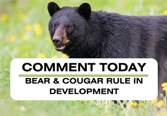 Defend Science-Based Bear & Cougar Management in New Mexico