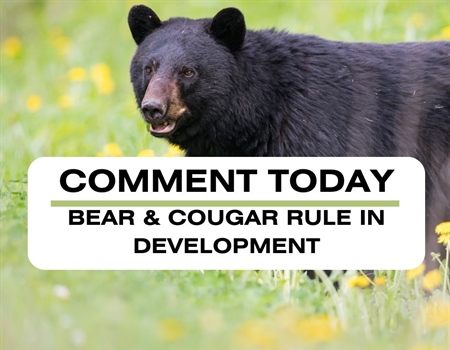 Defend Science-Based Bear & Cougar Management in New Mexico