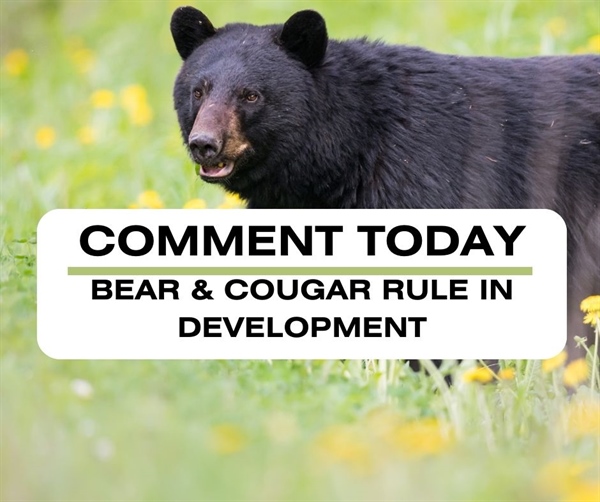Defend Science-Based Bear & Cougar Management in New Mexico