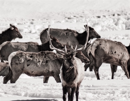 Guest View: Proposed elk plan goes in circles