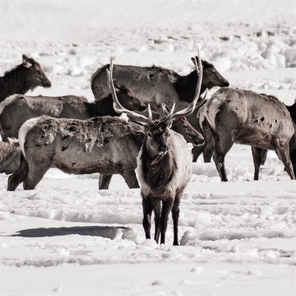Guest View: Proposed elk plan goes in circles