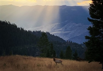 LETTER: Montana BHA Comments On Statewide Season-Setting Proposals