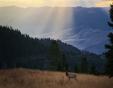 LETTER: Montana BHA Comments On Statewide Season-Setting Proposals