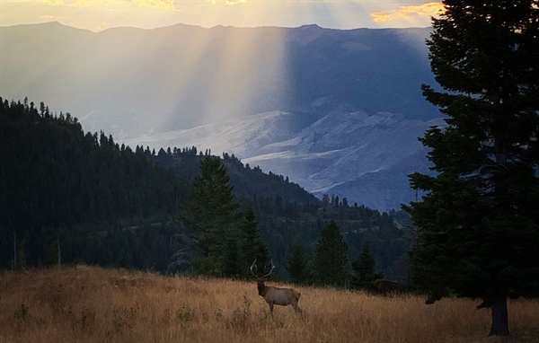 LETTER: Montana BHA Comments On Statewide Season-Setting Proposals