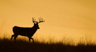 Iowa BHA Helps Create More Public Land through Acquisition Projects