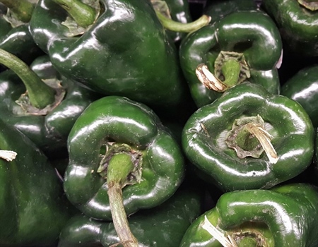 Venison Stuffed Poblano Peppers