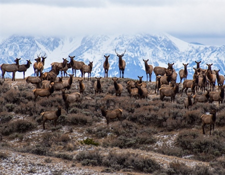 Spring Policy Update from Idaho BHA