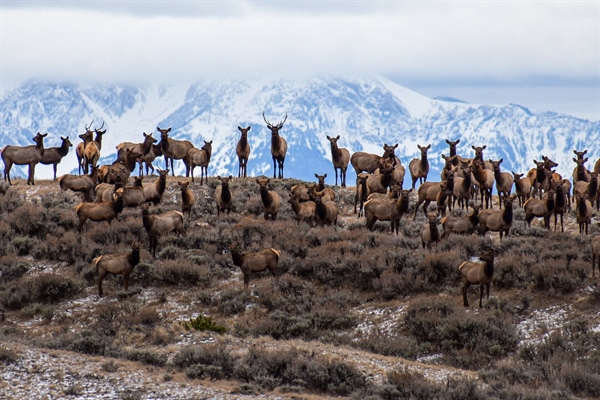 Spring Policy Update from Idaho BHA